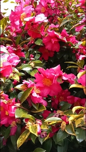 待ちナビ　みよ