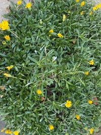 待ちナビ　しょうこ