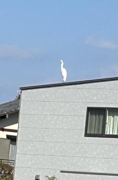 ご主人様いらっしゃい 大分店　めぐ♡可愛い系素人（体験入店）