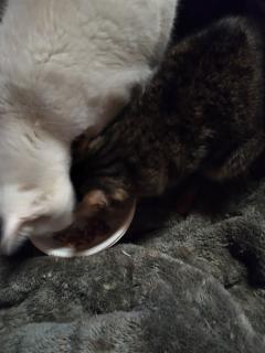 保険屋のおばちゃん　まり