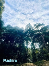 TheGrandPhoenix　真白※ご奉仕系超清純奥様