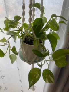 Spica(すぴか)　★さくらこ★WHITEコース