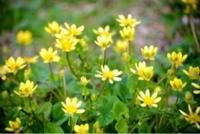 待ちナビ　きょうこ