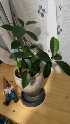 Spica(すぴか)　★さくらこ★WHITEコース