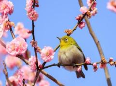 ぷにっ娘　蛍ﾎﾀﾙ