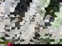 デートコースのリピーター様