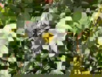 サンタのリピーター様