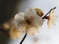 待ちナビ　きょうこ