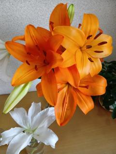 ご主人様いらっしゃい 大分店　