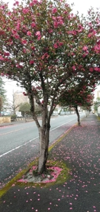 宮崎ちゃんこ都城店 都城市デリヘル なつこ 写メ日記「花びら絨毯の上は歩けない私」