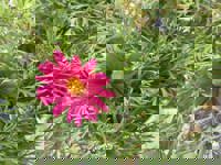 大人の遊園痴「スピーディー」　りつ（敏感で癒し系）