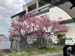 MICHELIN ミシュラン　アン　ann