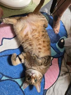 エンタメGR　まよ