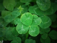 弥生が丘のお客様へ