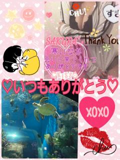 MICHELIN ミシュラン　サクラSakura