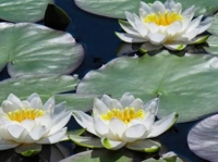 宮崎ちゃんこ都城店　さよ