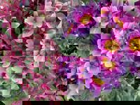 デートコースのリピーター様