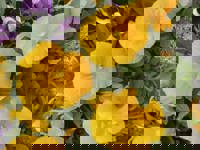 大人の遊園痴「スピーディー」 宮崎市デリヘル りつ（敏感で癒し系） 写メ日記「フランスのリピーター様」