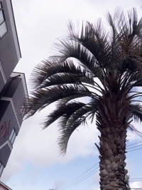 鹿児島ちゃんこ 霧島店(霧島市) しずか