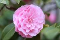 ありがとうございます