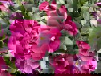 大人の遊園痴「スピーディー」 宮崎市デリヘル りつ（敏感で癒し系） 写メ日記「リバーのリピーター様」