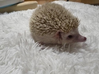 《日曜日出勤》4月からの予定（仮）