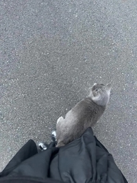 チュパチャップス　