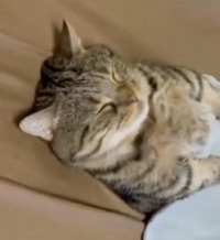 お問い合わせありがとうございました