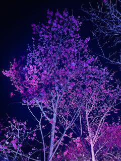 さくら　みな（素敵熟女）