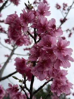 LUCIA　サキ体験入店Saki