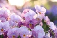 ありがとうございます