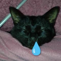 本日お休みします