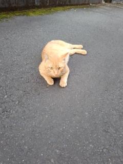 ぽちゃカワましゅまろ～GRINDグループ～(宮崎市) かな(都城店)