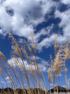 キャンディ(鹿児島市) カオルコ