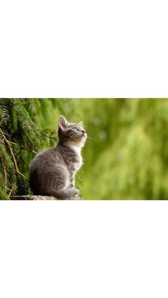 JaPON 茶々ﾁｬﾁｬ