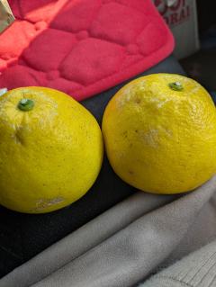 ご主人様いらっしゃい 大分店 つぐみ♡極上ｴﾛﾃｸﾆｯｸ♡美人ﾆｭｰﾊｰﾌ