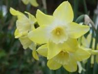 ありがとうございます