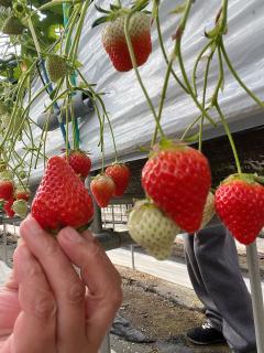 ご主人様いらっしゃい 大分店 神舌ゆい♡最強エロ女