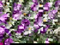 ありがとうございます