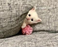 MANIN-ONREIマン淫御礼　