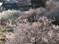 まだ梅は満開やなかったです