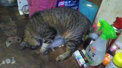 保険屋のおばちゃん　