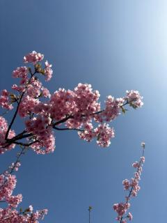 MANIN-ONREIマン淫御礼　