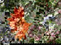 デートコースのリピーター様