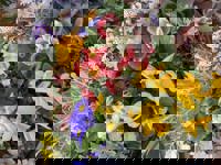 デートコースのリピーター様