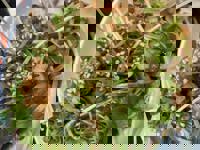 ありがとうございます