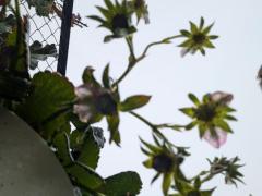 JaPON　志保ｼﾎ