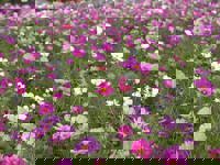 harmonyハーモニー(メンズエステ) まい(mai)