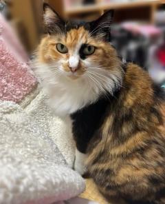 鹿児島天文館デリヘルLOVEVE～ラヴィーヴ～　