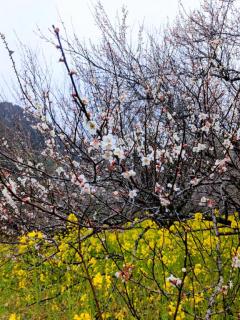 ぷにっ娘　新人！海ｳﾐ